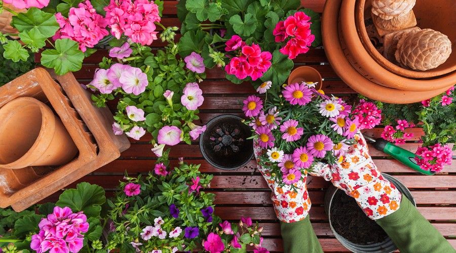 aplicaciones para cuidar plantas